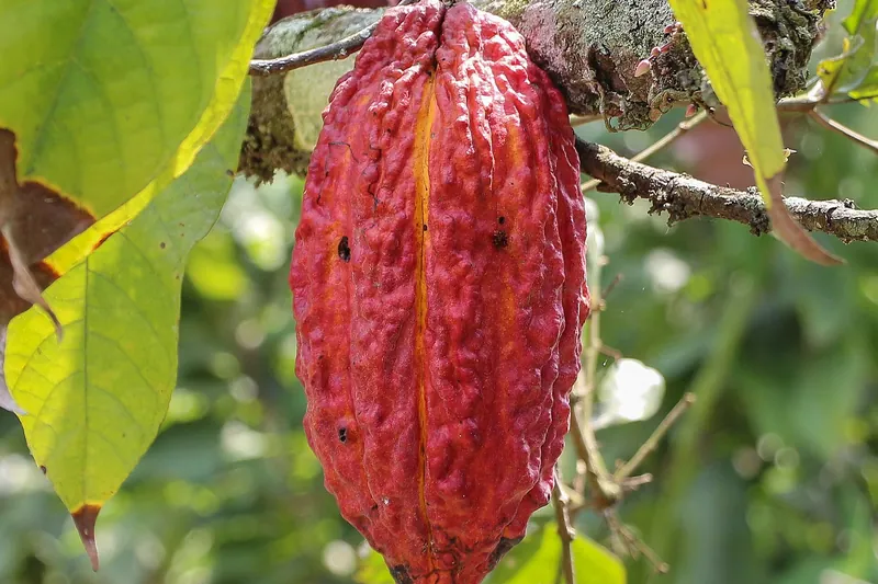 Cacao (illustration)